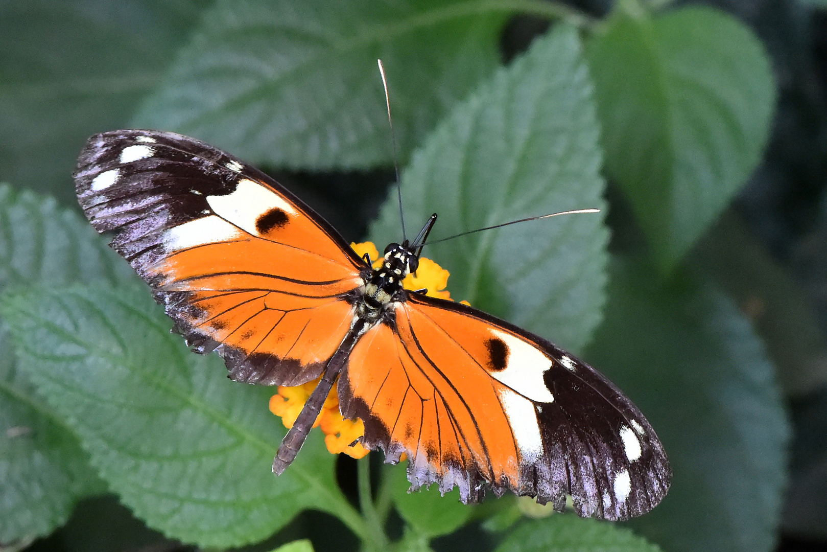 Getigerter Passionsblumenfalter Oberseite