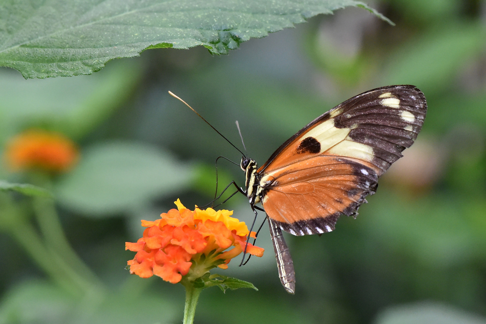 Getigerter Passionsblumenfalter Profil von links