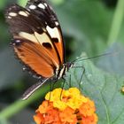 Getigerter Passionsblumenfalter Profil von rechts