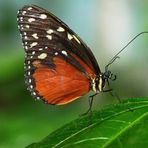 Getigerter Passionsfalter - Heliconius ismenius -