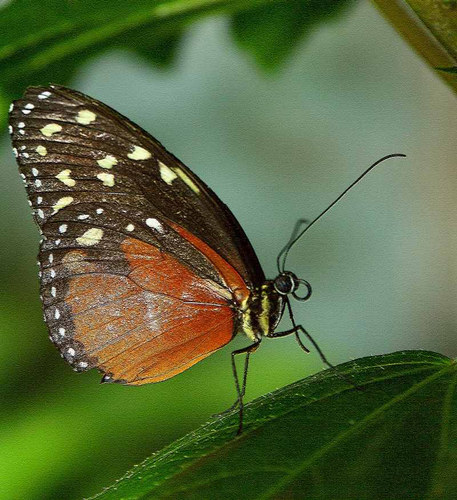 Getigerter Passionsfalter - Heliconius ismenius - Südamerika