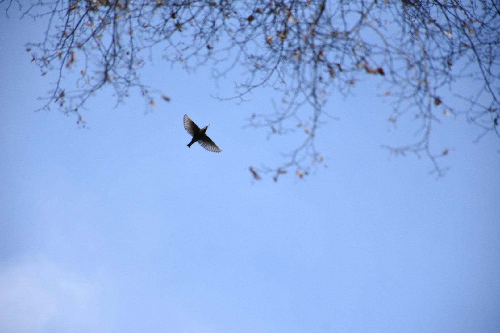 Geträumt ich würde fliegen