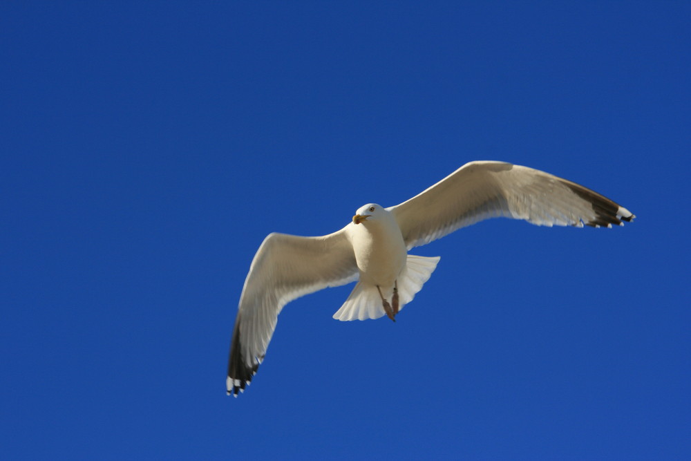 Getragen vom Wind