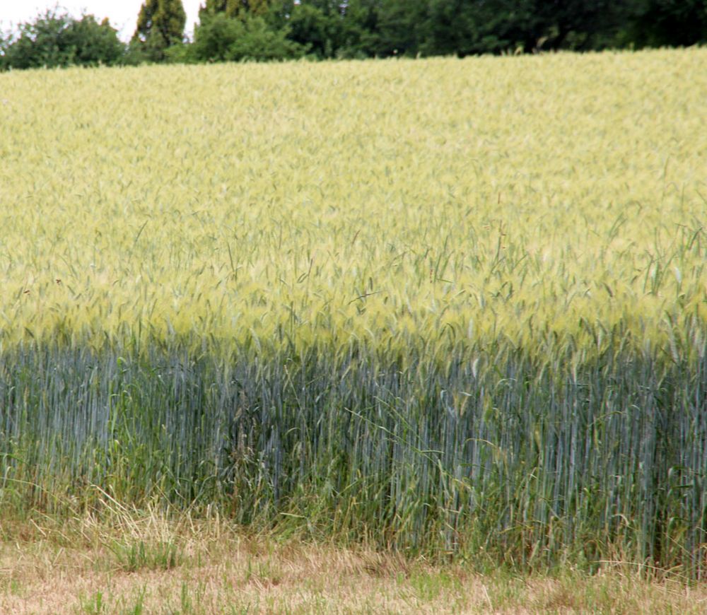 Getreide Foto & Bild | pflanzen, samen, natur, getreide Bilder auf ... Getreide Foto & Bild | pflanzen, samen, natur, getreide Bilder auf ...