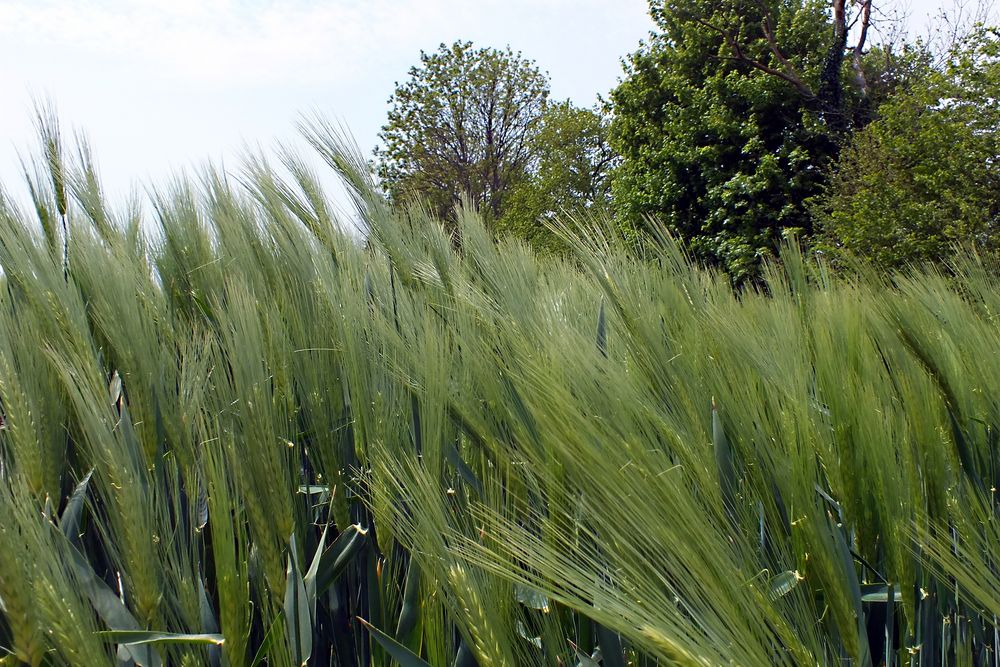 Getreide Foto & Bild | landschaft, Äcker, felder & wiesen ... Getreide Foto & Bild | landschaft, Äcker, felder & wiesen ...