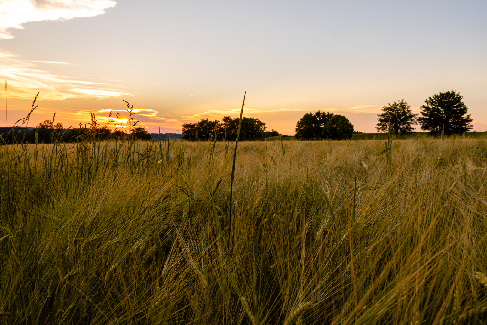 Getreide am Abend