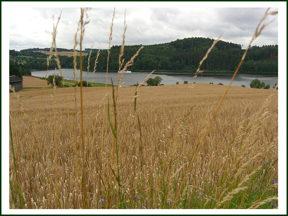 Getreide - bald erntereif?