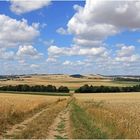 Getreide bei Pillig (Panorama)