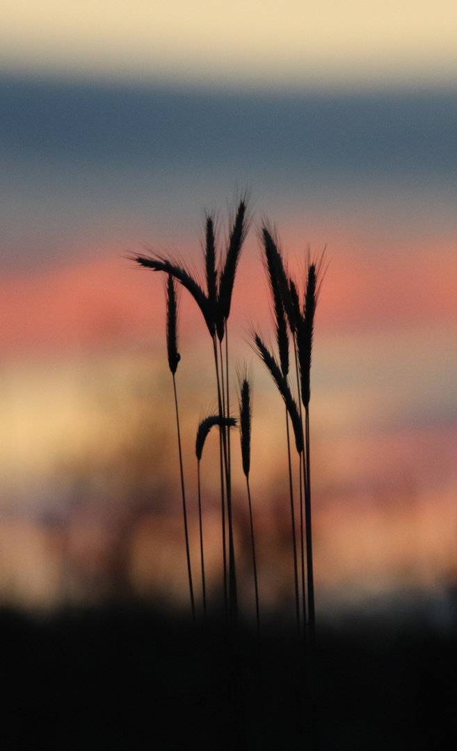 Getreide bei Sonnenaufgang 