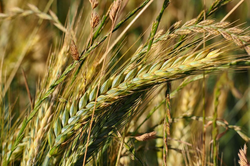 Getreide Foto & Bild | pflanzen, pilze & flechten, jahreszeiten, sommer