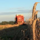 Getreide Ernte im Dorf