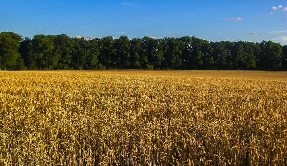 Getreide - Feld