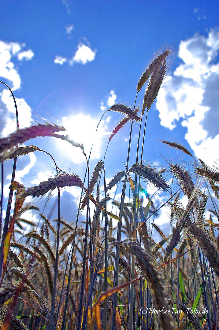 Getreide-Feld in der Sonne