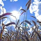 Getreide-Feld in der Sonne