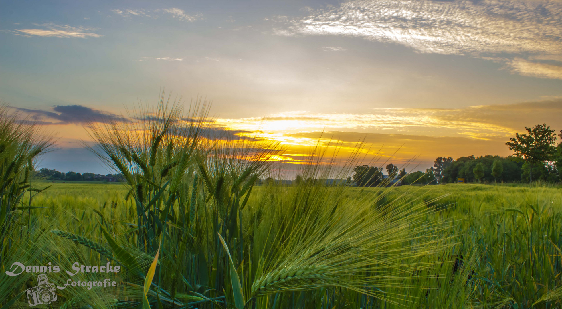 Getreide Feld zum Sonnenaufgang