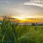 Getreide Feld zum Sonnenaufgang