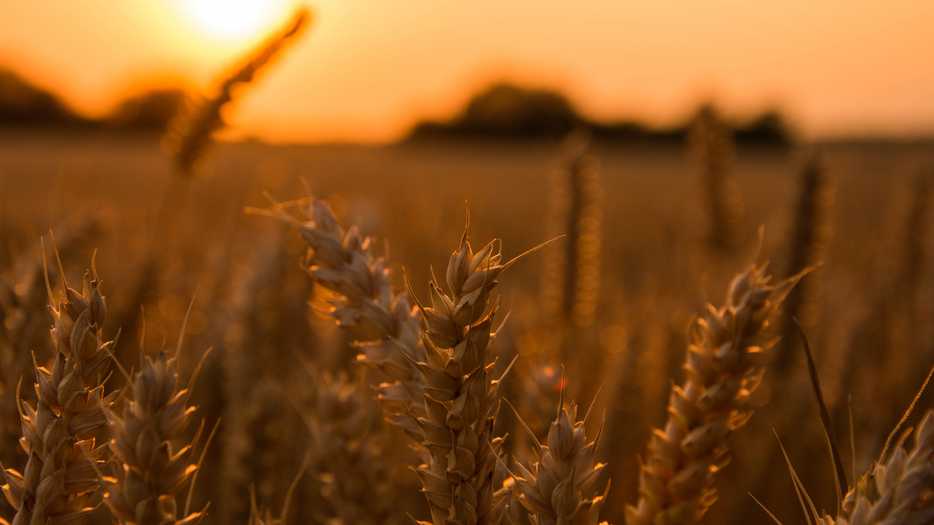 Getreide für das Brot im Sonnenrot