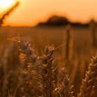 Getreide für das Brot im Sonnenrot