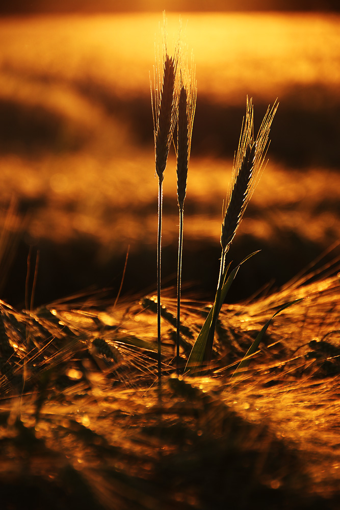 Getreide im abendlichen Gegenlicht