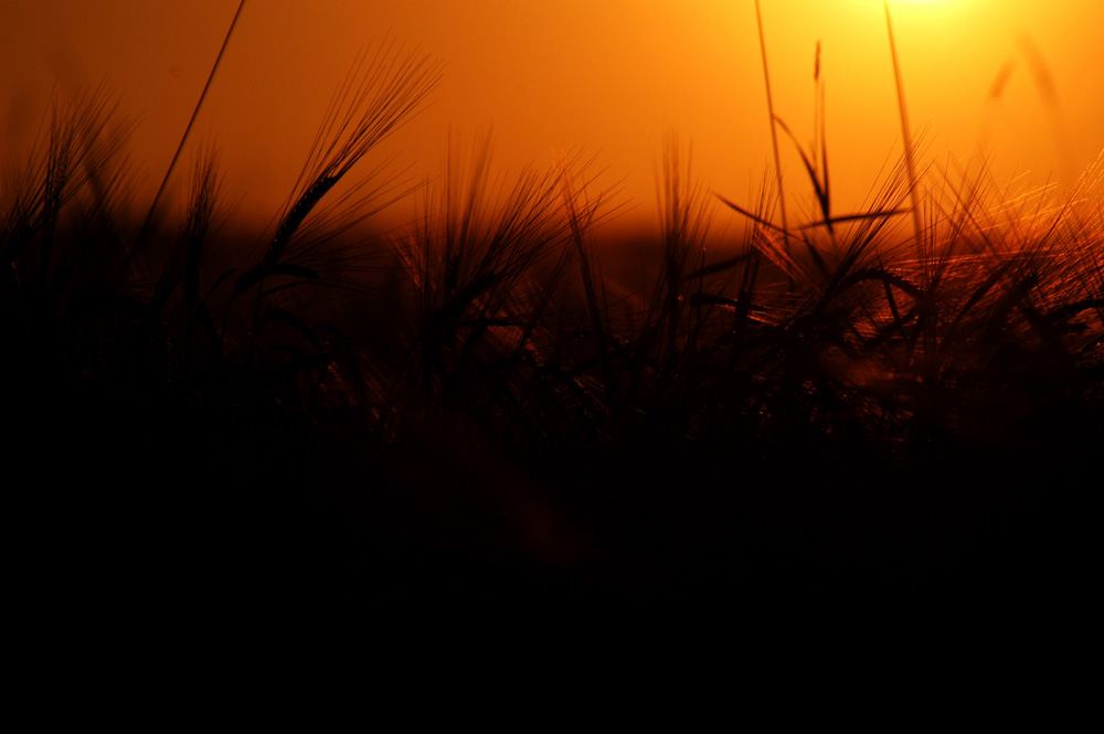 Getreide im Abendlicht