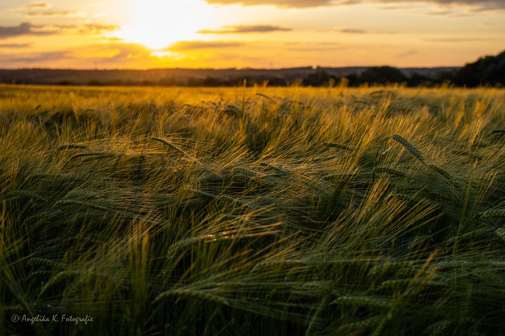 Getreide im Abendlicht