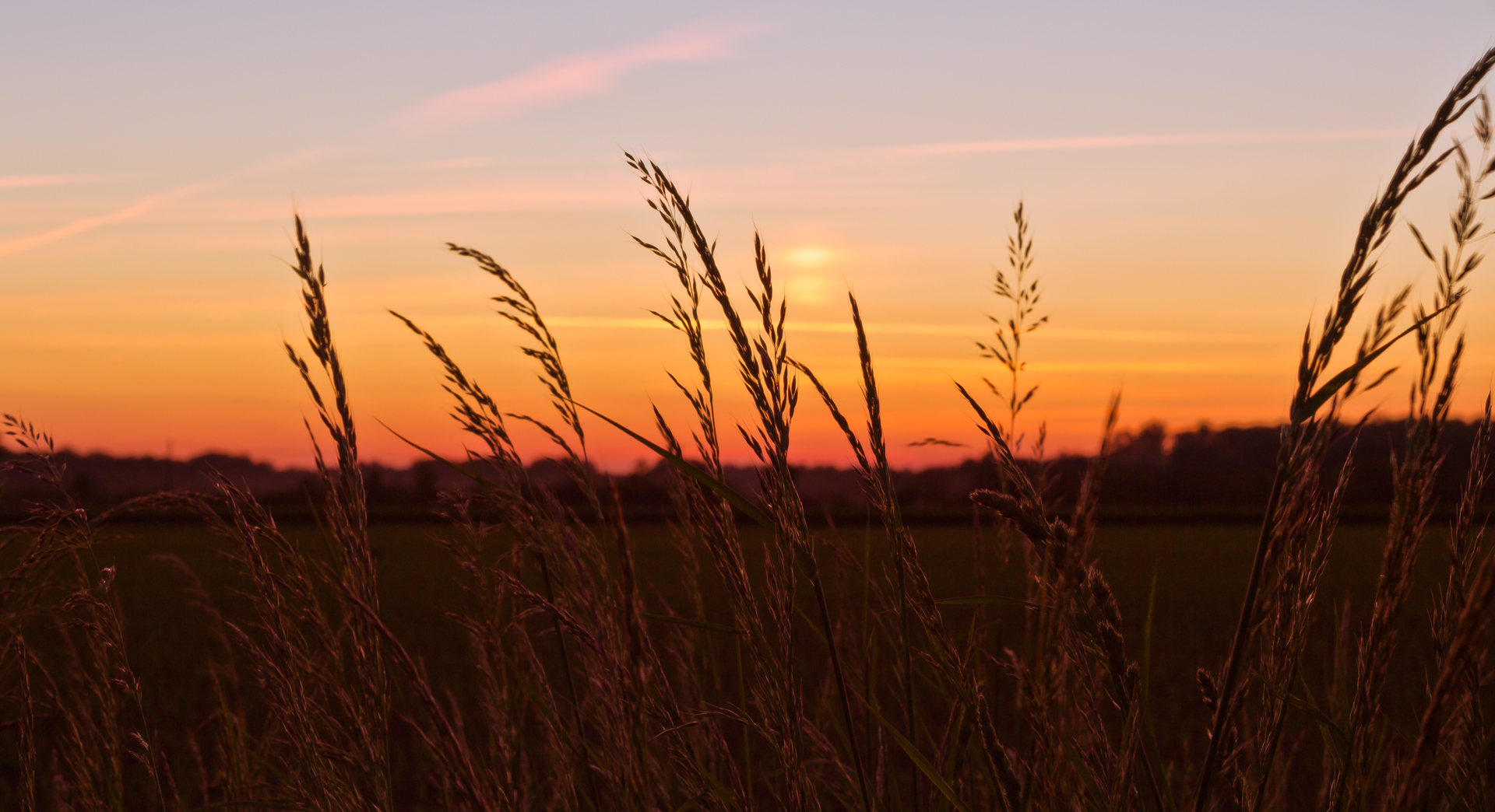 Getreide im Abendrot