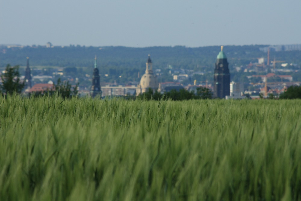 Getreide im Frühling