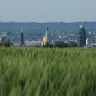 Getreide im Frühling