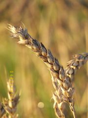 Getreide im Herbst