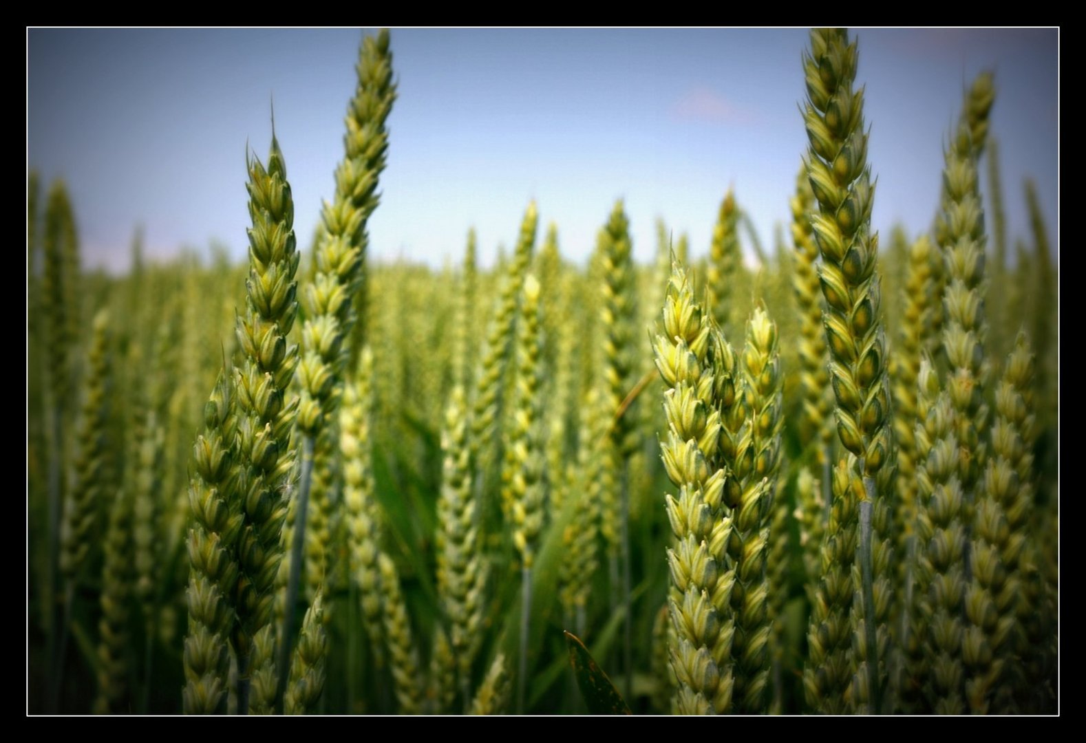 Getreide im Hochsommer