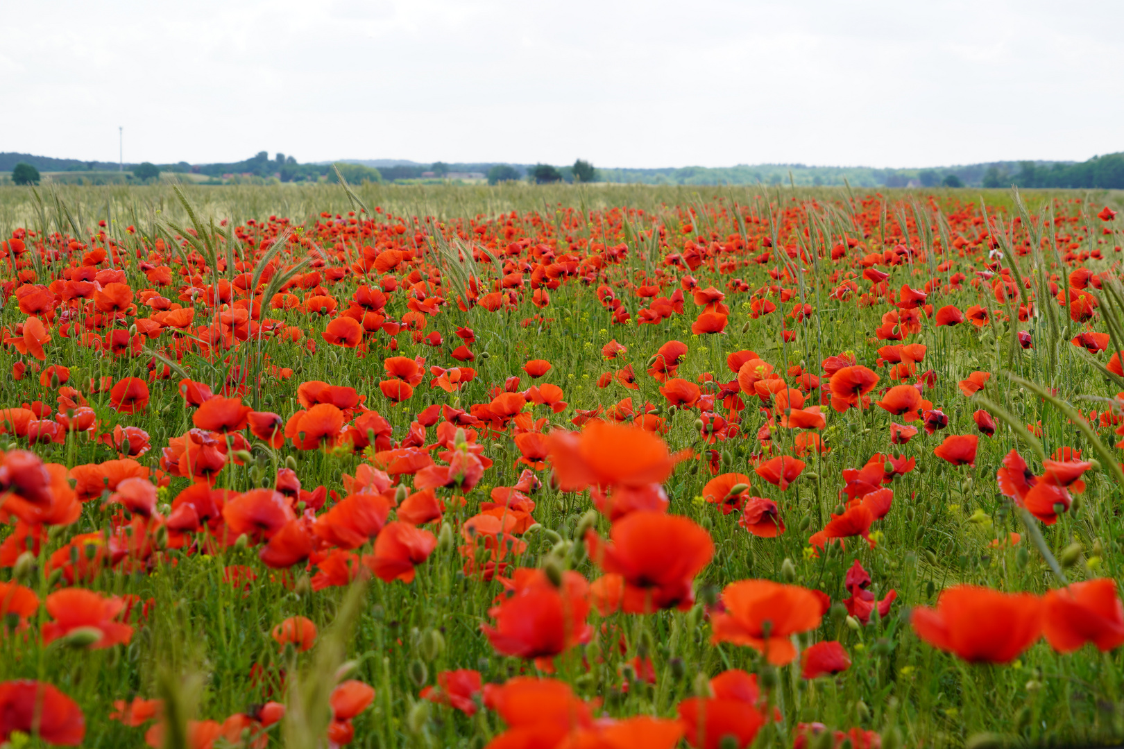 Getreide im Mohn