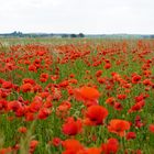 Getreide im Mohn