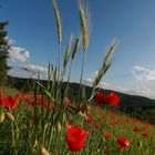 Getreide im Mohnfeld