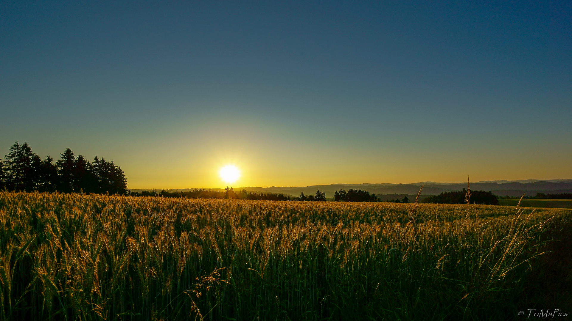 Getreide im Morgenlicht