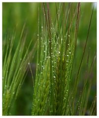 Getreide im Regen