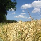 Getreide im Sommerwind