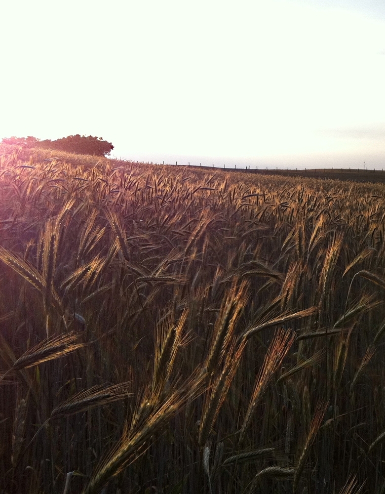 Getreide im Sonnenschein