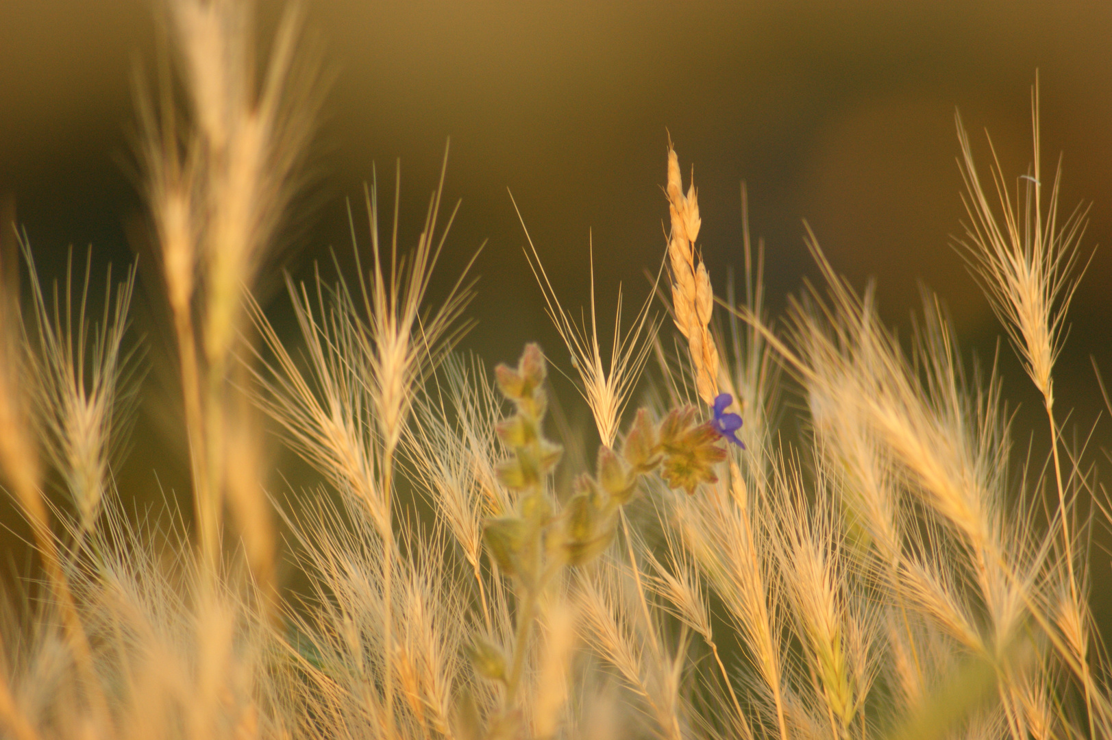 Getreide im Sonnenuntergang