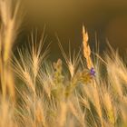 Getreide im Sonnenuntergang