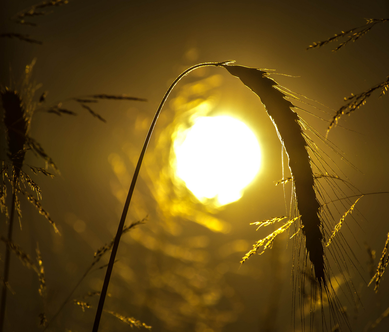 Getreide im Sonnenuntergang