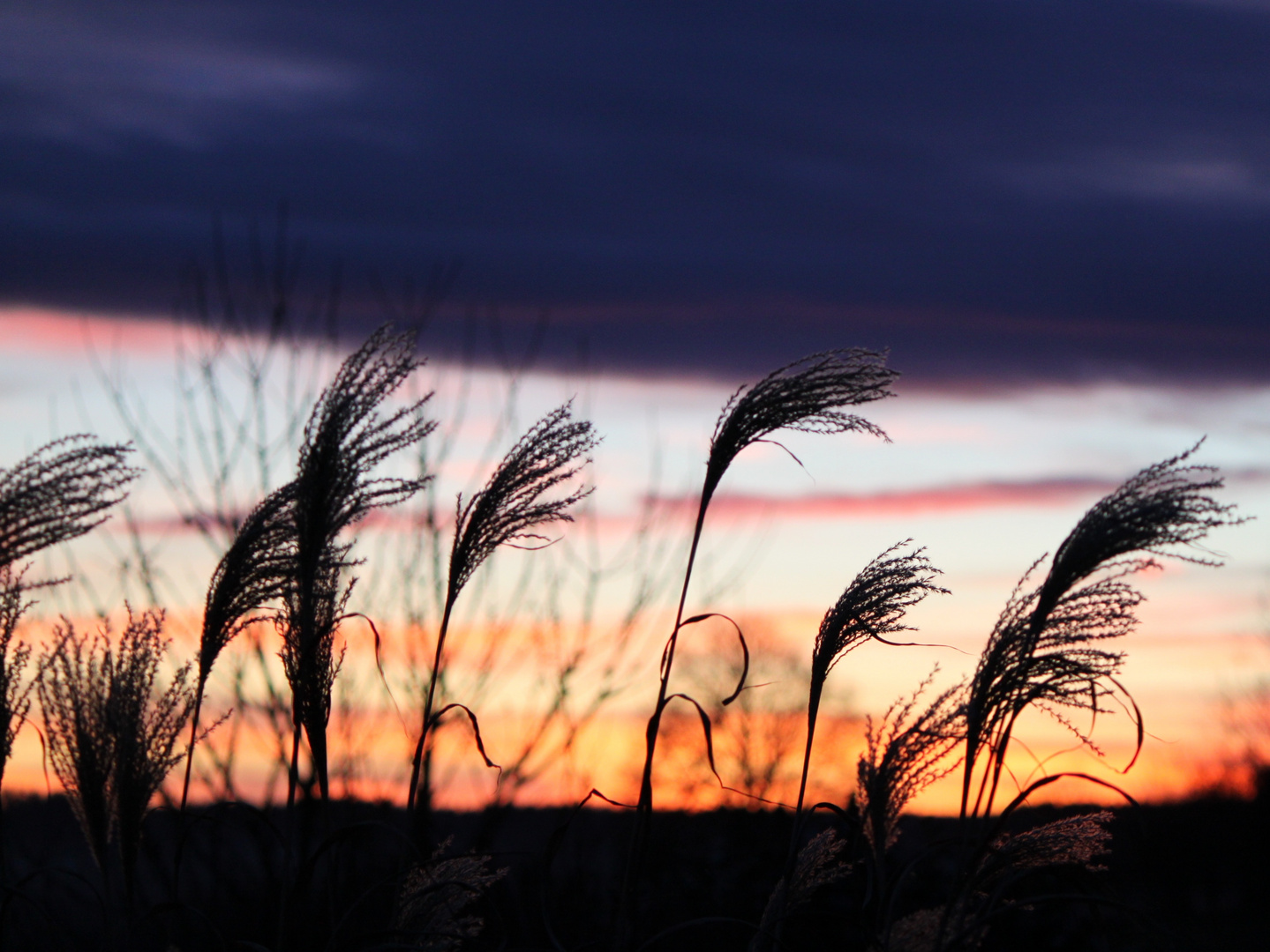 Getreide im Sonnenuntergang