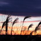 Getreide im Sonnenuntergang