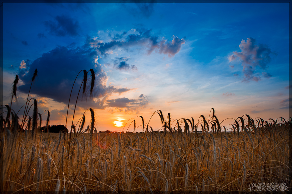 Getreide im Sonnenunteruntergang