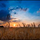 Getreide im Sonnenunteruntergang