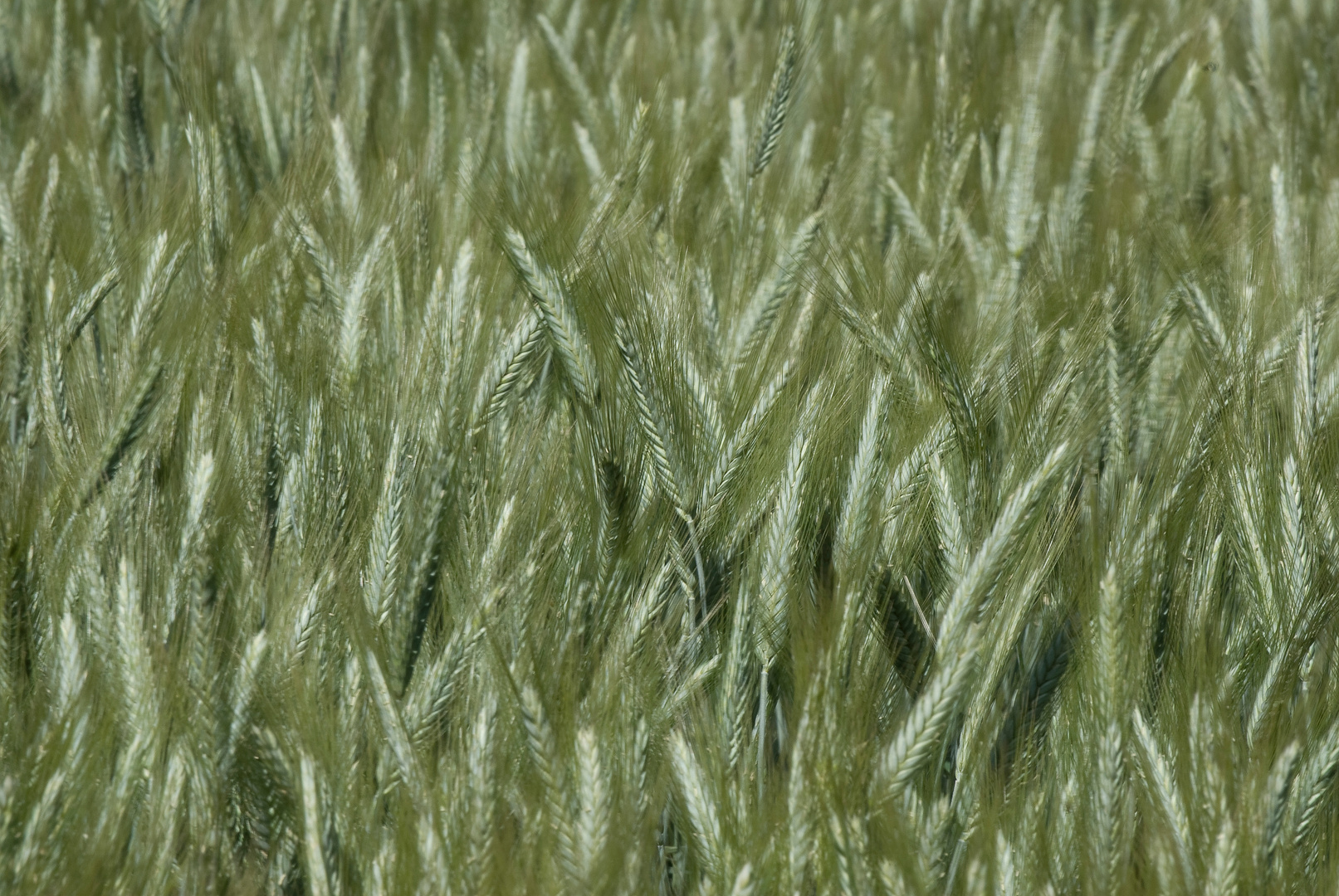 Getreide im Wind