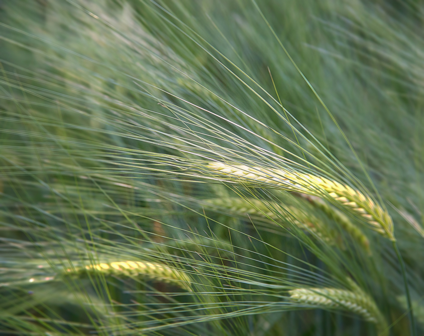 Getreide im Wind