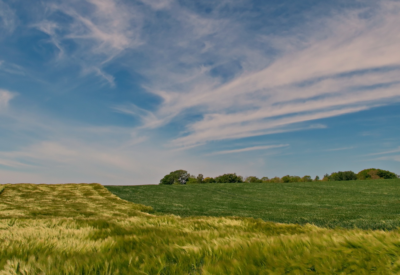 Getreide im Wind