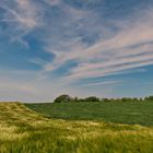 Getreide im Wind