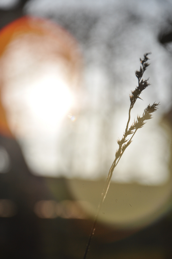 Getreide im Wind