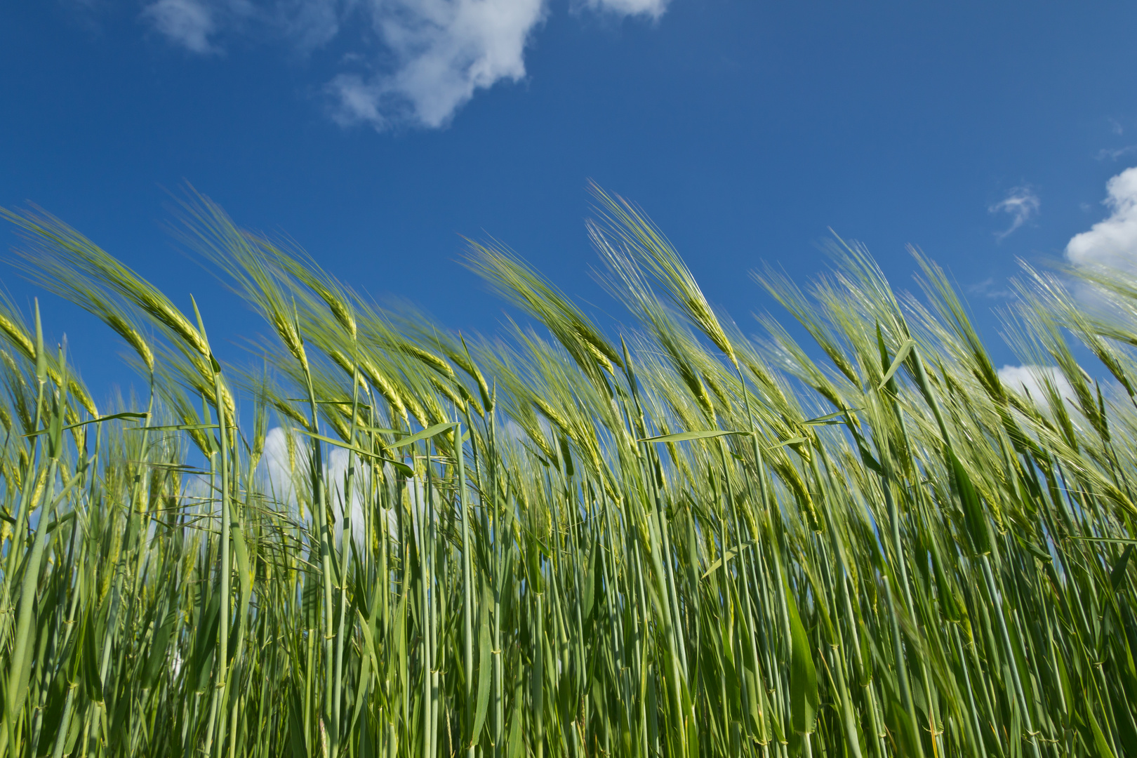 Getreide im Wind